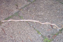 a leetle snake on our driveway 