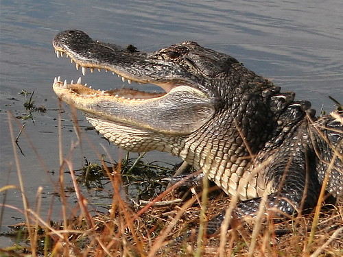 statepark park usa animal texas gator reptile alligator kitlens brazosbend brazosbendstatepark
