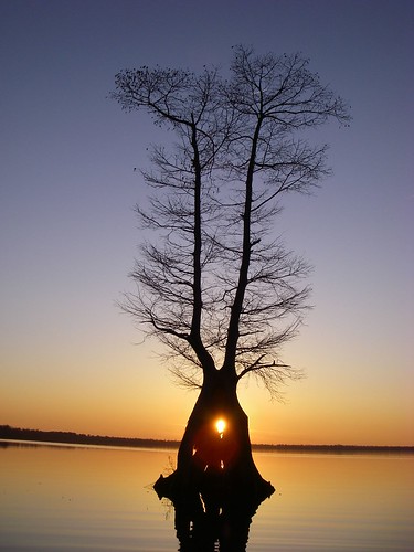 sunset lake virginia va chesapeake tranquil baldcypress greatdismalswamp lakedrummond