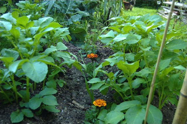 spuds, marigolds, and garlic