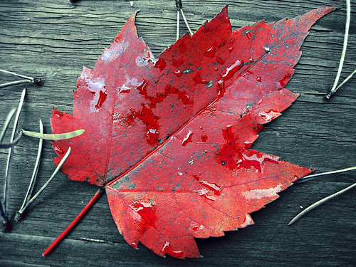red canada photo leaf symbol pride canadian