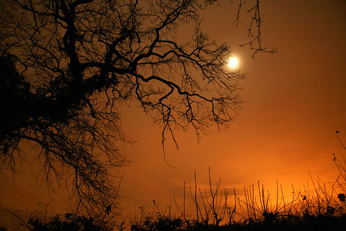 norfolk oak tree moon night longexposure aplusphoto goldenphotographer roryobryen roarsthelion canon eos5d rory obryen stunning light copyrightroryobryen