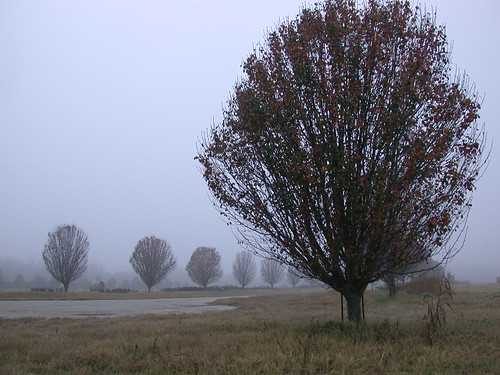 morning fog rural landscape texas foggy richmond pasture hay bale mu countryroad bradfordpeartree