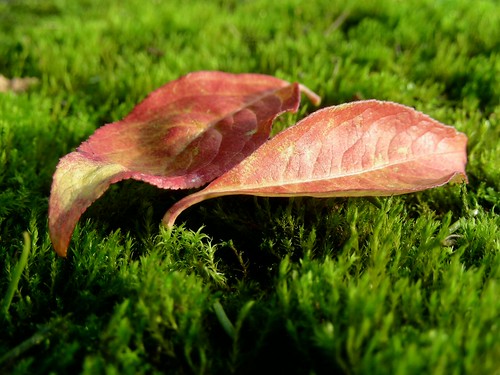 red macro green london nature leaves leaf moss croydon valerie december06 nikoncoolpixs10 pearceval parkhillpark