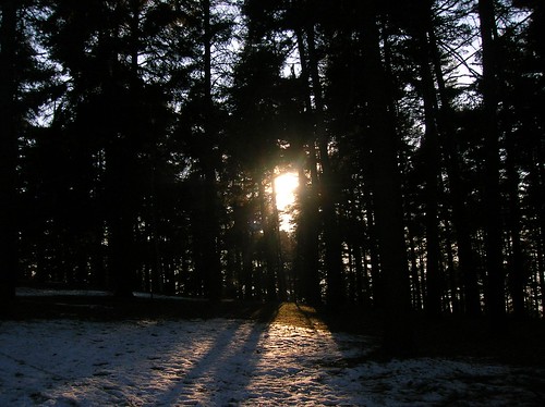 wood winter light sunset sun tree nature dark colours scout mystic gothika