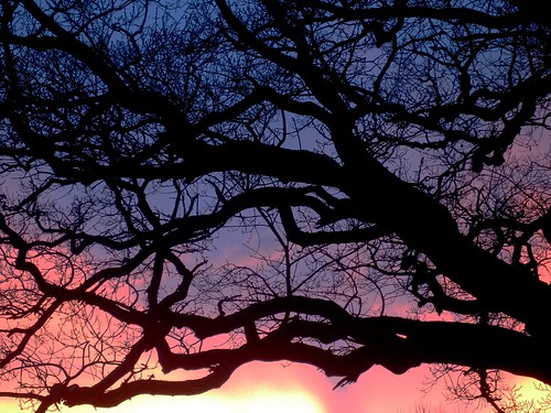 sunset sky tree oak