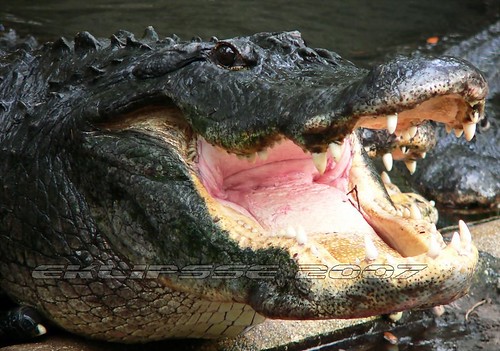 gator reptile alligator crocodile crock americanalligator naturephotography alligatorfarm sainteaugustine eklipsse lucianbadea wlny:geotagged=1
