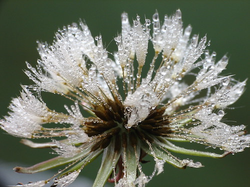 plant flower macro wet droplets drops dandelion dew droplet dcr250 raynox rogersmith