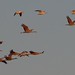 sandhill cranes and snow geese