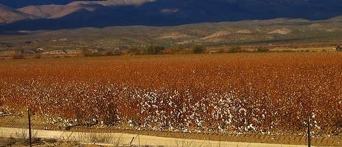 cotton pima arizona fall autumn foliage