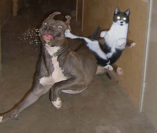 Cat vs. Dog