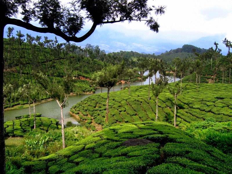 Tea garden Munnar Kerala