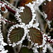 frosted blackberry    MG 7126