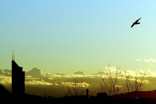 sky bird clouds landscape geotagged himmel wolken highrise vogel hochhaus geo:lat=4825667 geo:lon=16439216 permpublic