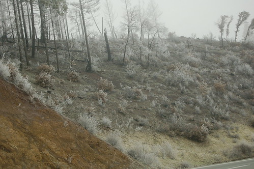 trees winter nature landscape 2006 nikond50 weaverville winterbreak nikkor1855mmf3556 hwy299