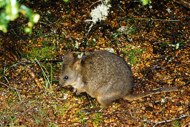 Potoroo