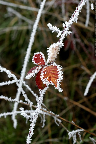 frosted blackberry    MG 7132