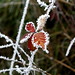 frosted blackberry    MG 7132