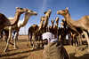 DSC_7261 Camel guard