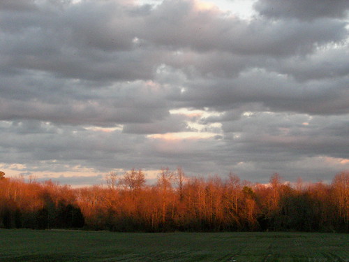 sunset field clouds treeline alternateangle againstthegrain orangetrees brokenclouds holidaysvacanzeurlaub almostlookslikefire