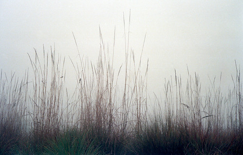 mist grass canonet 10faves interestingness472 i500 impressedbeauty rajagrass bstcan