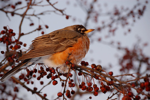 winter snow birds robins nikond50 hillsboro libertypark afsdx55200mm