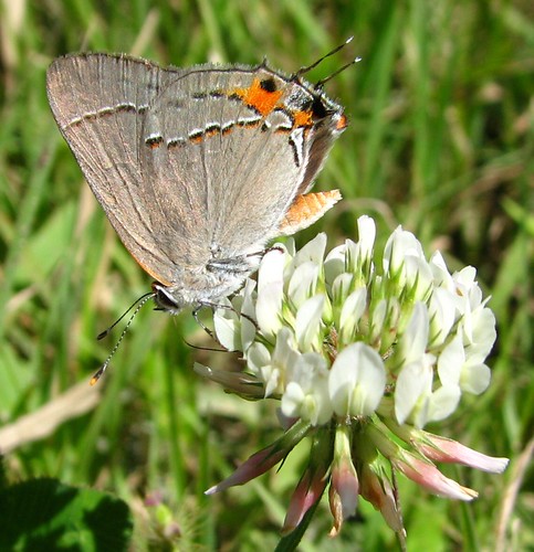 county butterfly insect kevin gray hairstreak arvin tippecanoe ias strymonmelinus strymon melinus