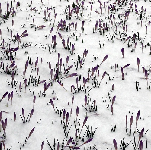 Croci in the snow