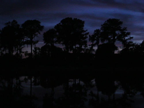 trees lake water night