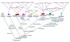 "family tree" that shows relationships among organisms