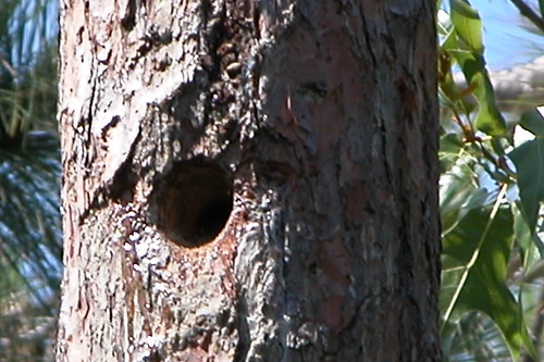 nc nest brunswick bsl boilingspringslakes nests redcockadedwoodpecker rcw northcaorlina ncwench