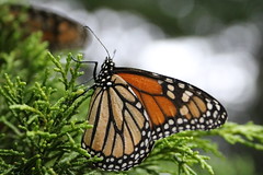 Monarch butterflies at overwintering ground in Santa Cruz, California.