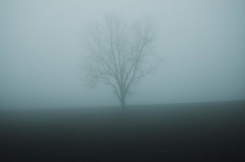 tree field fog dawn tennessee dickson