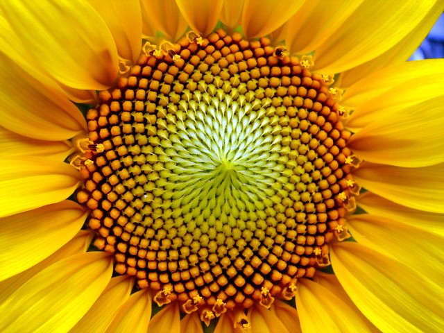 sunflower macro