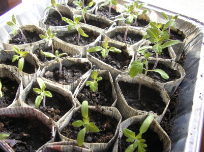 20070212 tomato seedlings