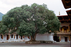 Court yard of Punakha dzong