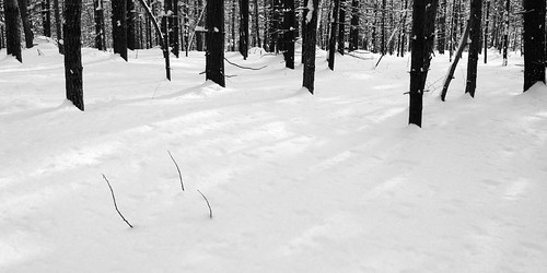 trees winter blackandwhite snow landscape ausable