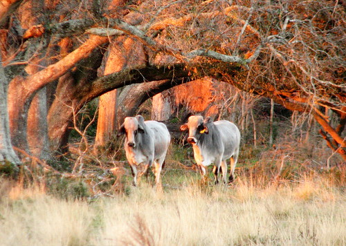 trees light sunset cows bovine brahman