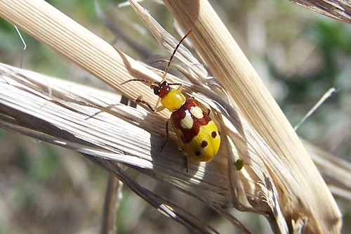 macro wildlife beetle insects bugs