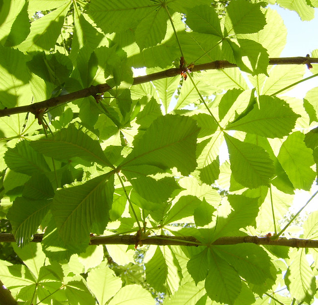 green leaves - Blattwerk