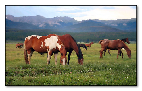 horse colorado winterpark ©allrightsreserved pfo