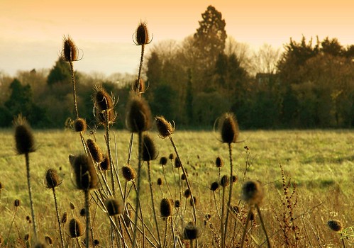 uk england field weeds maidenhead 011010010110000101101110 welcomeuk
