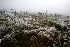 frozen meadow    MG 7165 