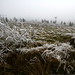 frozen meadow    MG 7165