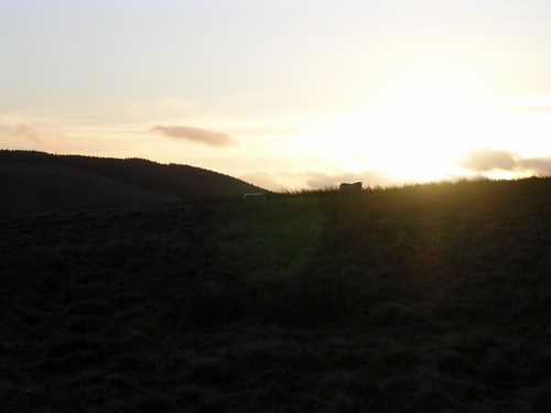 sunset sheep northumberland cheviots