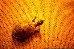 turtle? tortoise?    MG 1159 