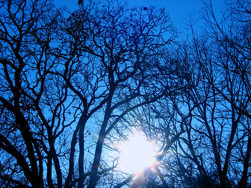 blue trees winter light sunset sun tree silhouette oak branch branches limbs rogersmith