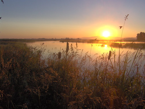 lake oregon sunrise cattails wetland fernridge coburghills fernridgelake