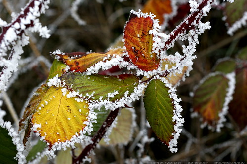 frosted blackberry    MG 7130