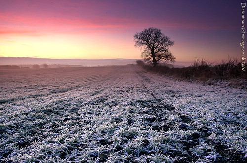 winter david cold tree sunrise frost foster feed facebook subfoz mologo flickrplatinum